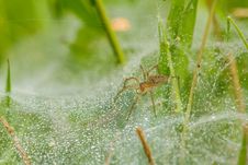 Spider On Net Stock Photography Spider On Net Stock Photography