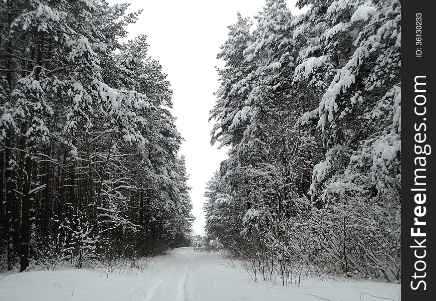 Winter landscape pine forest under snow