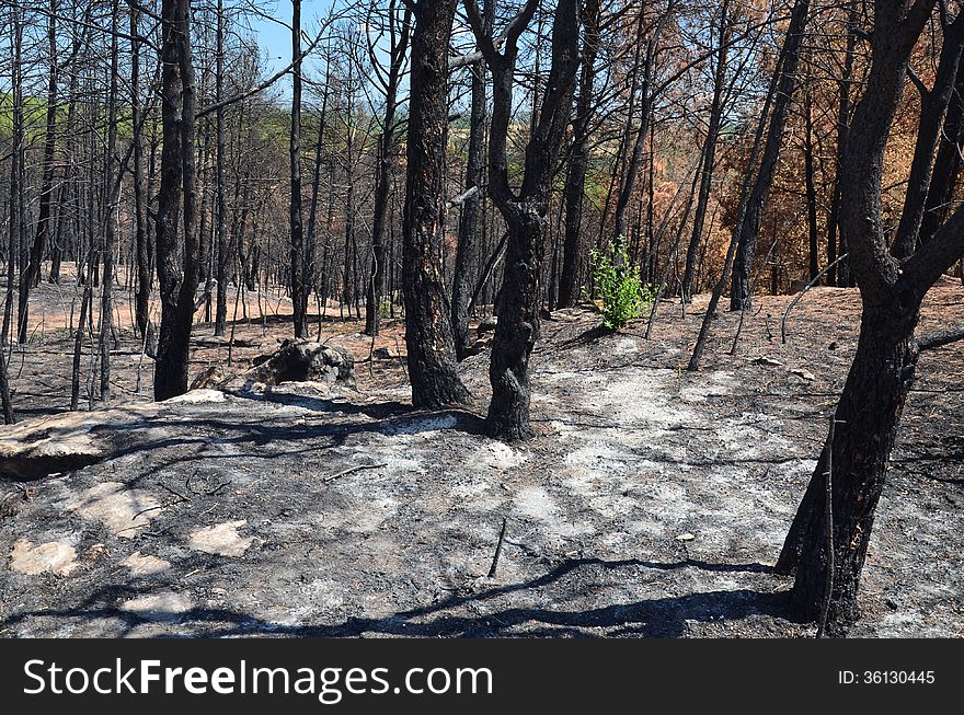 Dead forest is photographed after wildfire. There are bare deciduous trees and pine trees with dead needles burned.