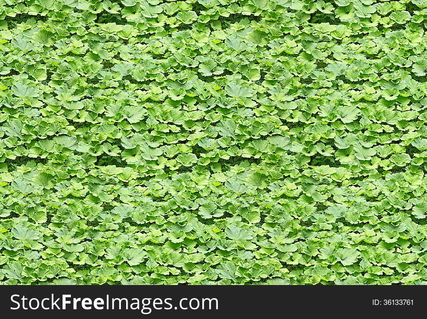 Seamless Background From Burdock Leaves