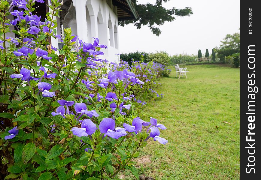 Bazilian Snapdragon, Blue Hawaii, Otacanthus Caeruleus Lindl., S