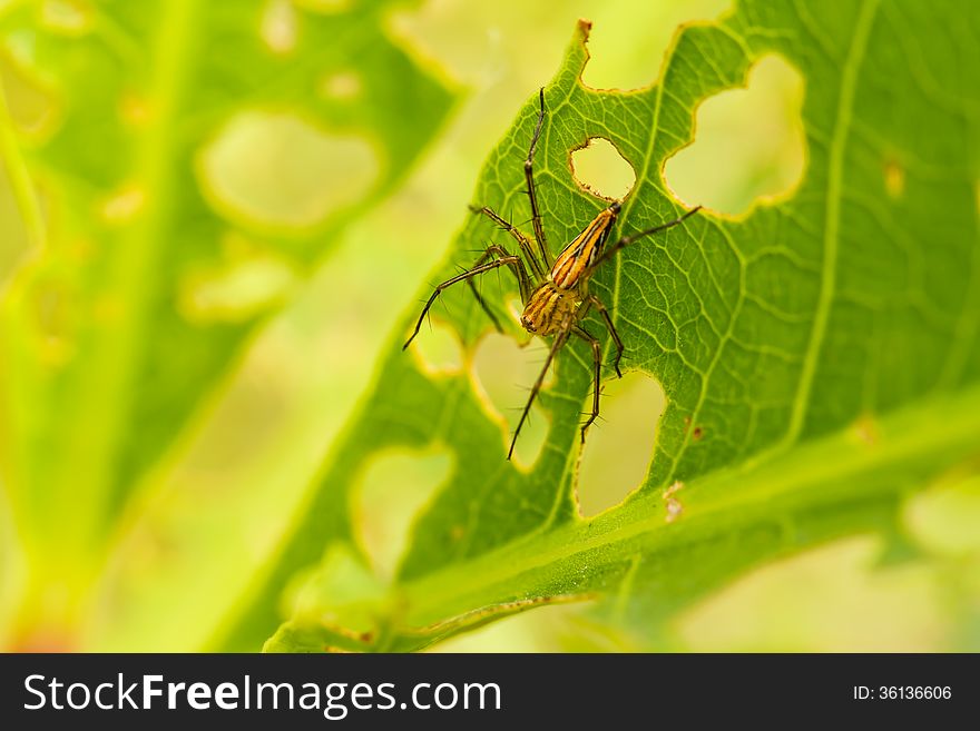 Spider on green leaf macro shot. Spider on green leaf macro shot