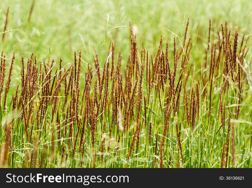 Field of grass in garden