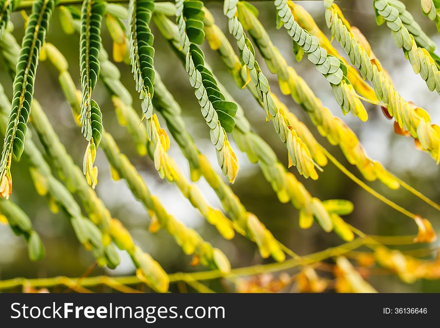 Green Leaves on tree background