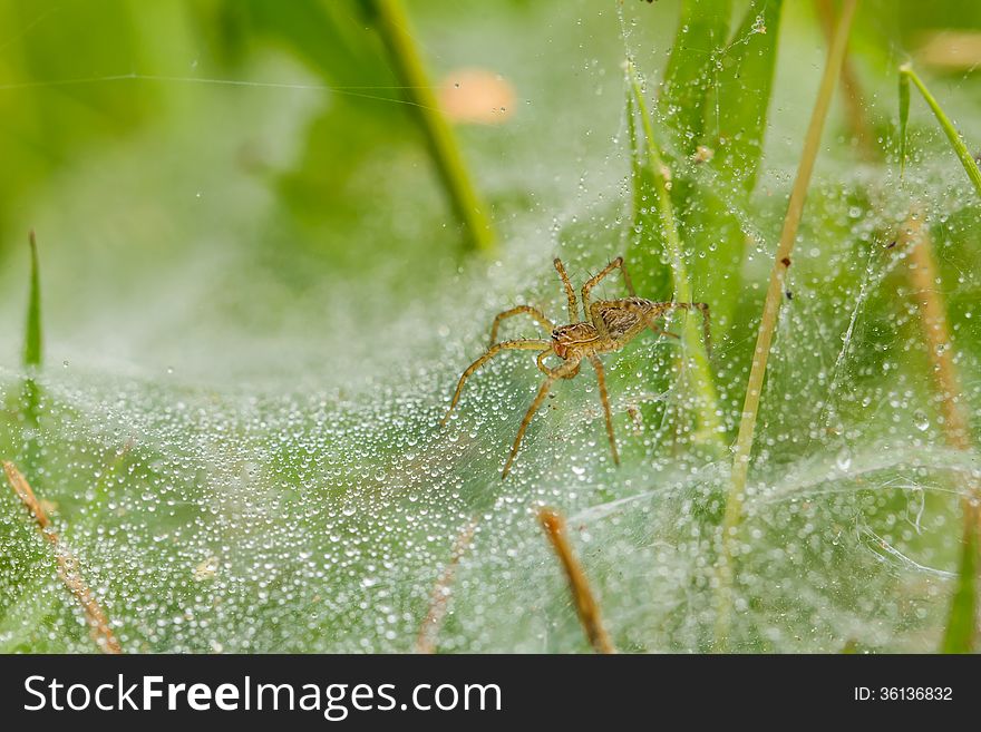 Spider on net in nature
