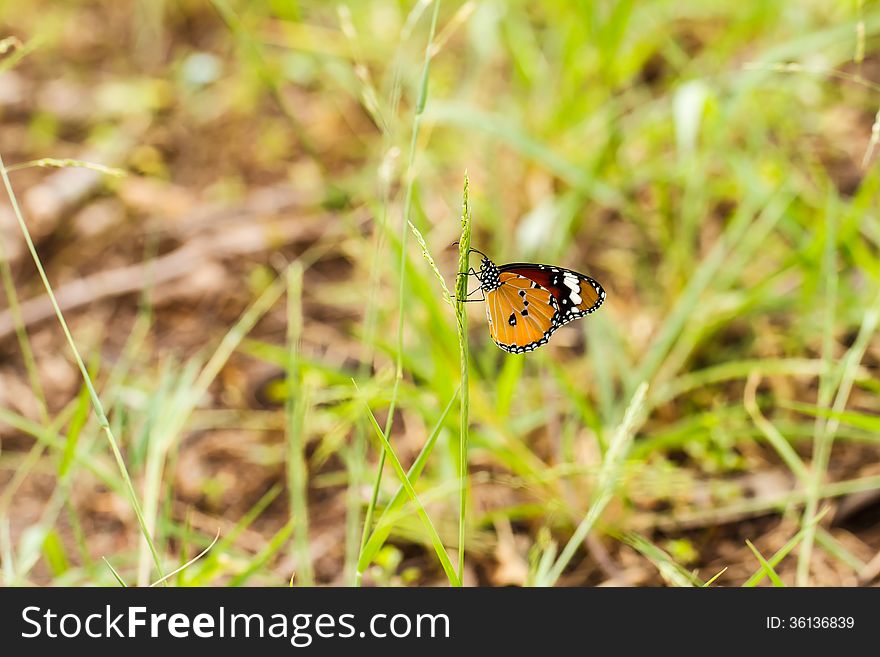 Butterfly on a flower.