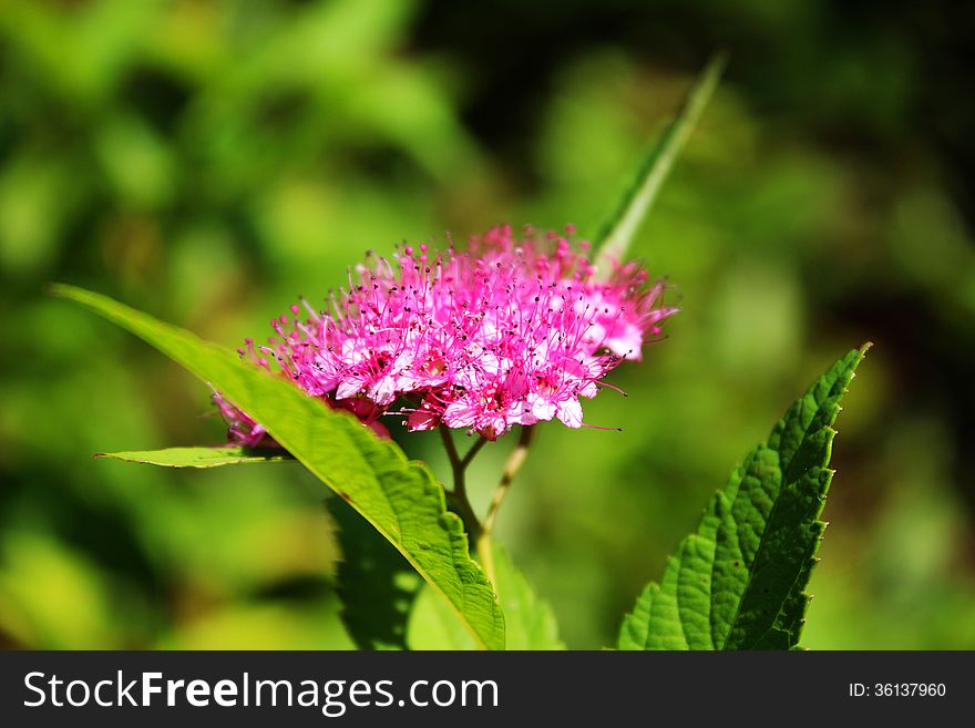 Close-up photo of pink spirea flowers with leaves background. Close-up photo of pink spirea flowers with leaves background