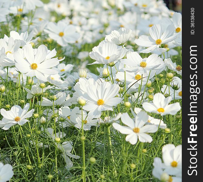 Cosmos flower in the garden