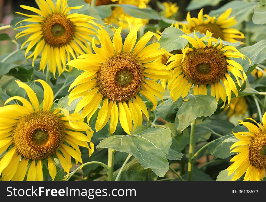 Sunflower in the garden.