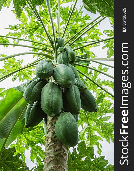 Many papayas are growing on the papaya tree.