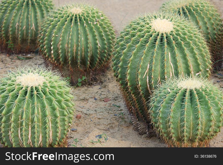 Cactus in the garden.