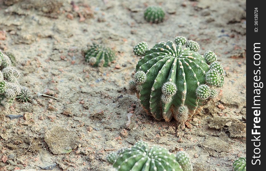 Cactus in the garden.