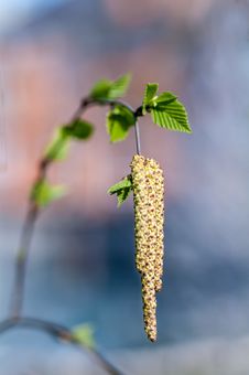Young Birch Leaves Stock Photo Young Birch Leaves Stock Photo