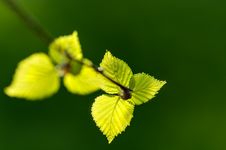 Young Birch Leaves Taken In Backlit Stock Photography Young Birch Leaves Taken In Backlit Stock Photography