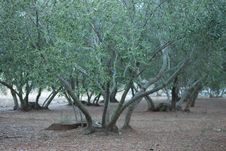 The Olive Grove Royalty Free Stock Photography The Olive Grove Royalty Free Stock Photography