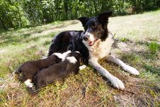 Two Border Collie Puppies, Suckling Mother Border Collie Royalty Free Stock Image Two Border Collie Puppies, Suckling Mother Border Collie Royalty Free Stock Image