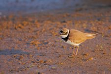 Little Ringed Plover &x28;Charadrius Dubius&x29;. Royalty Free Stock Photography Little Ringed Plover &x28;Charadrius Dubius&x29;. Royalty Free Stock Photography