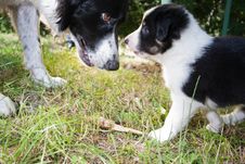 Border Collie Puppy Looking At Mother Eyes Royalty Free Stock Photos