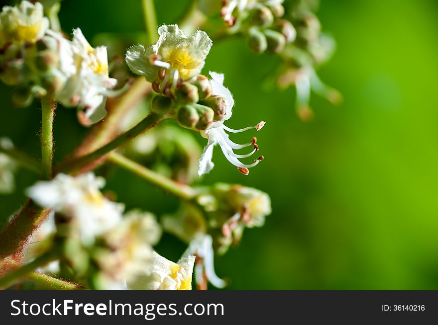 Flower chestnut tree on a green background macro. Flower chestnut tree on a green background macro