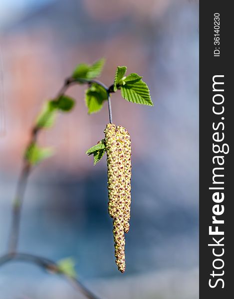 Earrings and young birch leaves