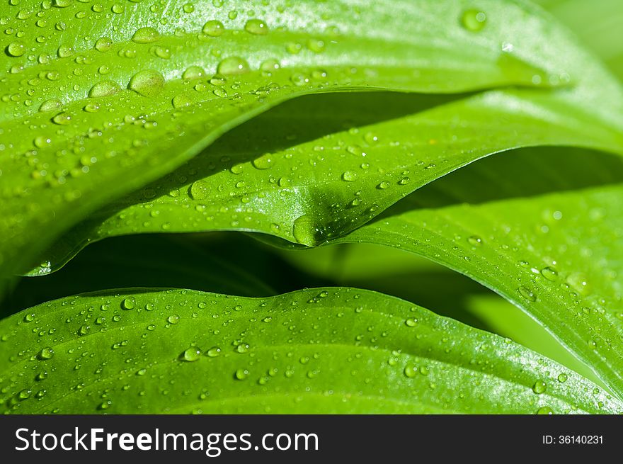 Background of the water drops on a green leaf