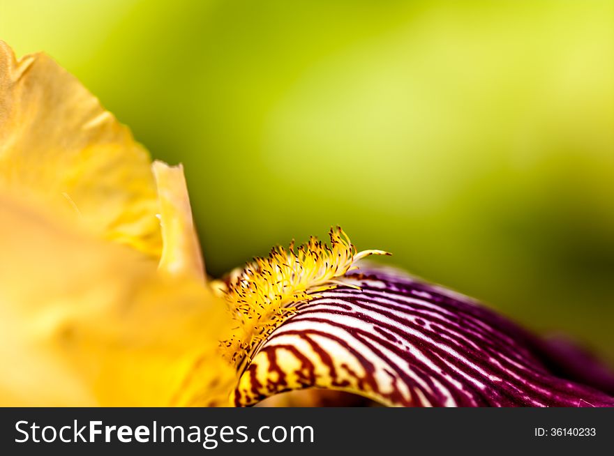 Iris Flower Is Yellow