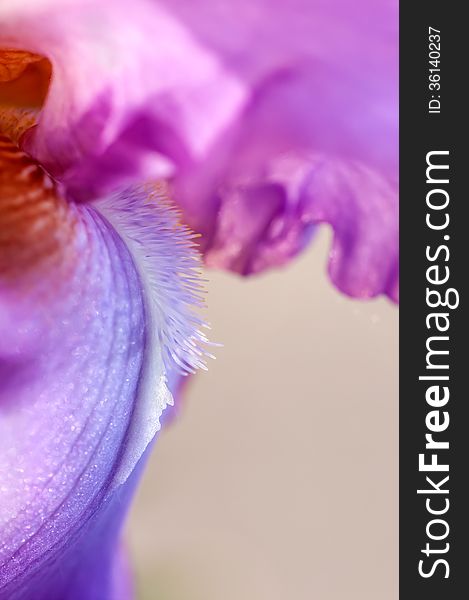 Background on iris flower macro