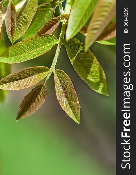 Young leaves of the walnut tree on a green background