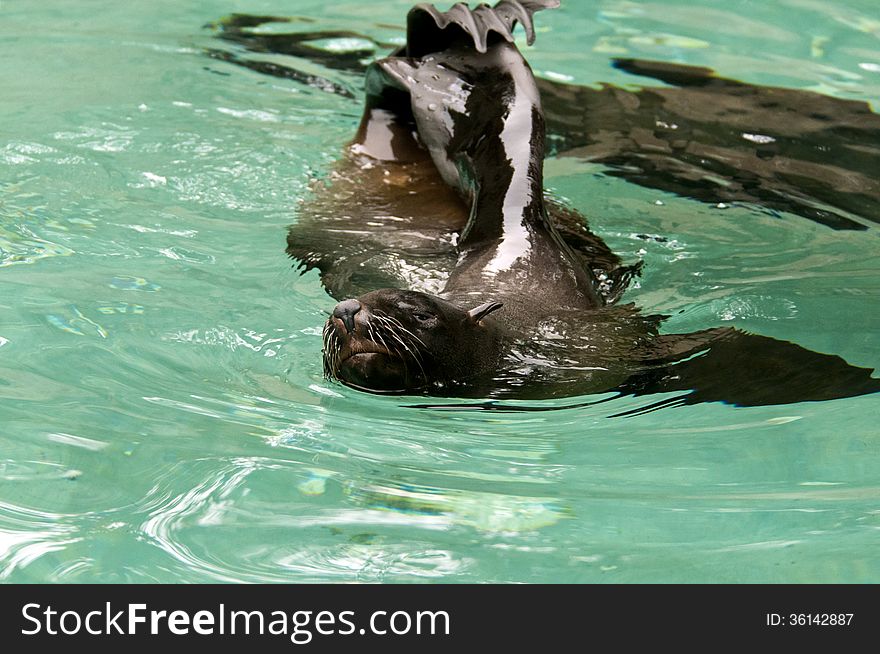 A brown fur seal in the water