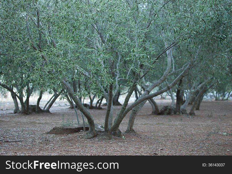 The olive grove on island Lastovo - Croatia
