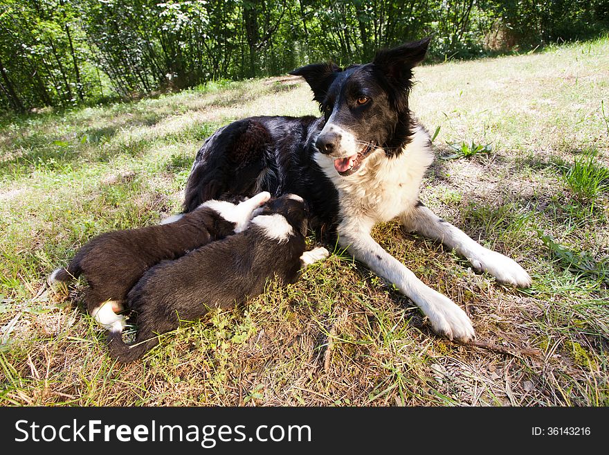 Border Collie puppies, 6 weeks old, suckling mother Border Collie on the grass field. Border Collie puppies, 6 weeks old, suckling mother Border Collie on the grass field