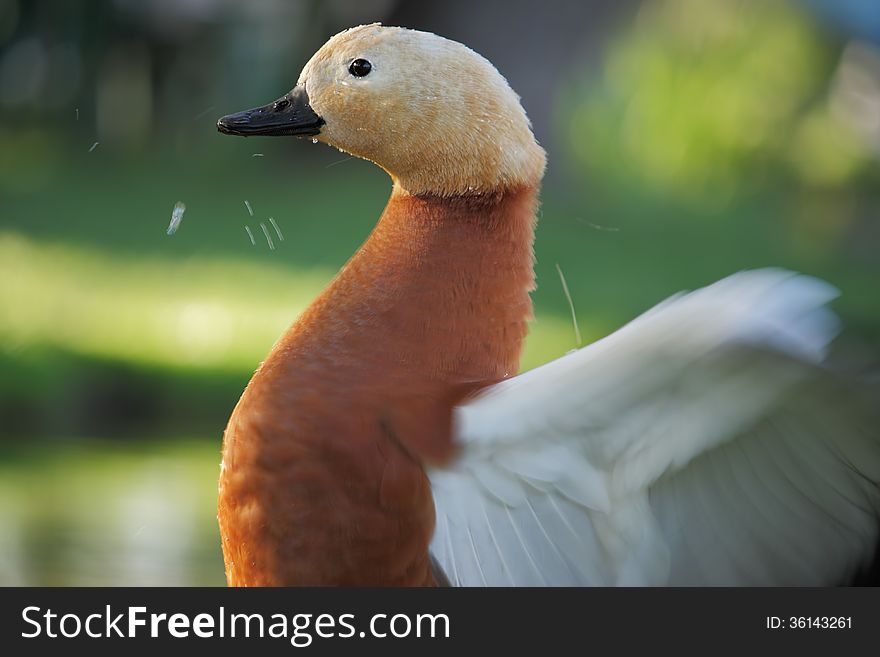 Ruddy Shelduck &x28;Tadorna ferruginea&x29;.