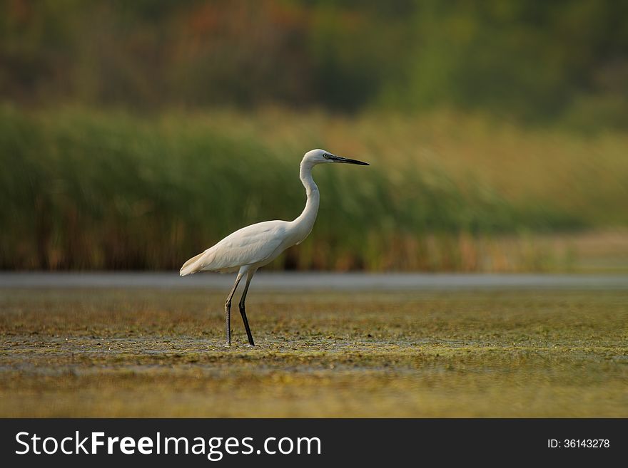 Little Egret (Egretta garzetta) in their natural environment. Little Egret (Egretta garzetta) in their natural environment.