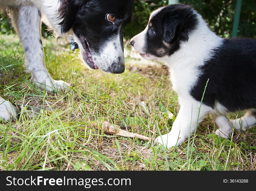 6 weeks old Border Collie puppy looking at mother eyes on the green grass