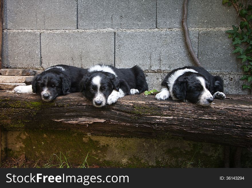 6 weeks old Puppies - border collie sleeping on bench