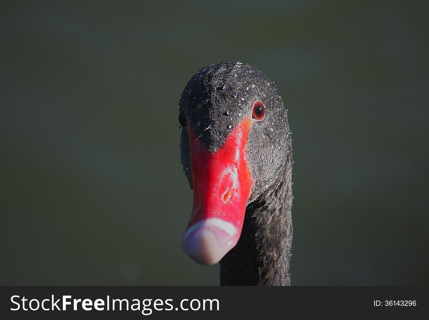 Black Swan (Cygnus atratus) Close-up. Black Swan (Cygnus atratus) Close-up.