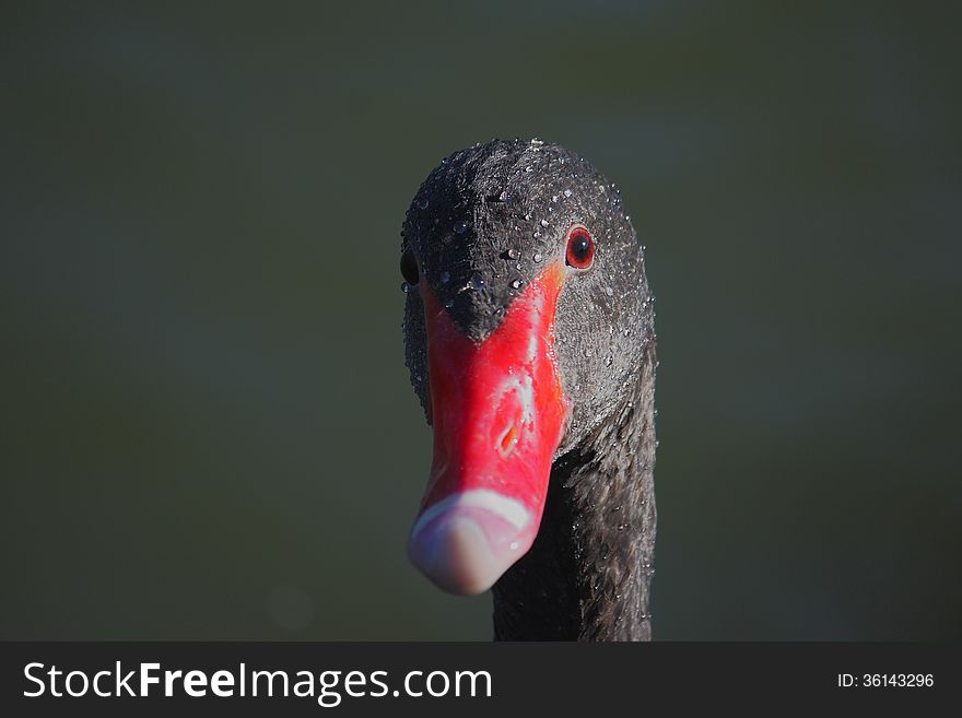 Black Swan &#x28;Cygnus atratus&#x29;.