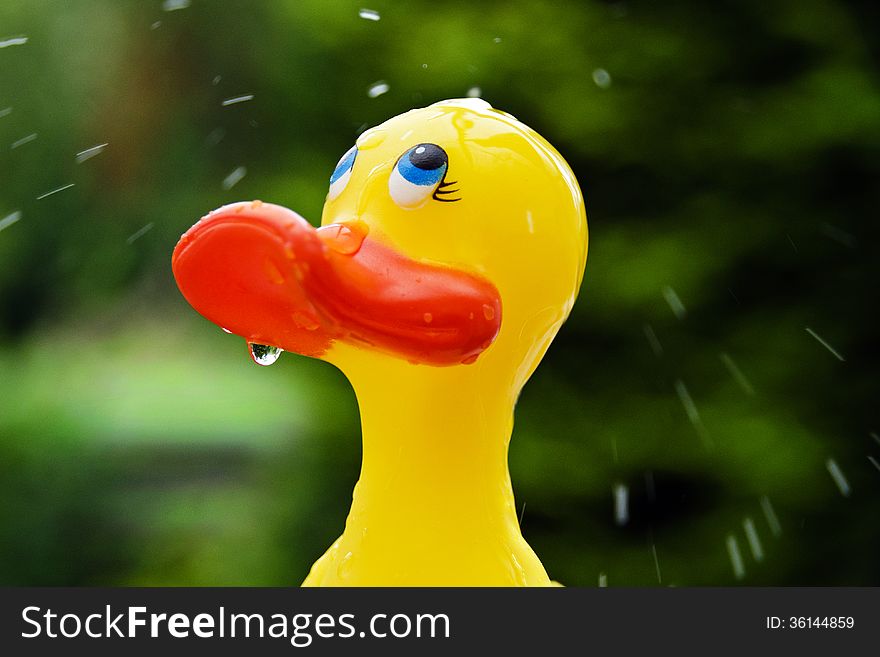 Close-up head of a rubber duck with water splashing over it. Close-up head of a rubber duck with water splashing over it.
