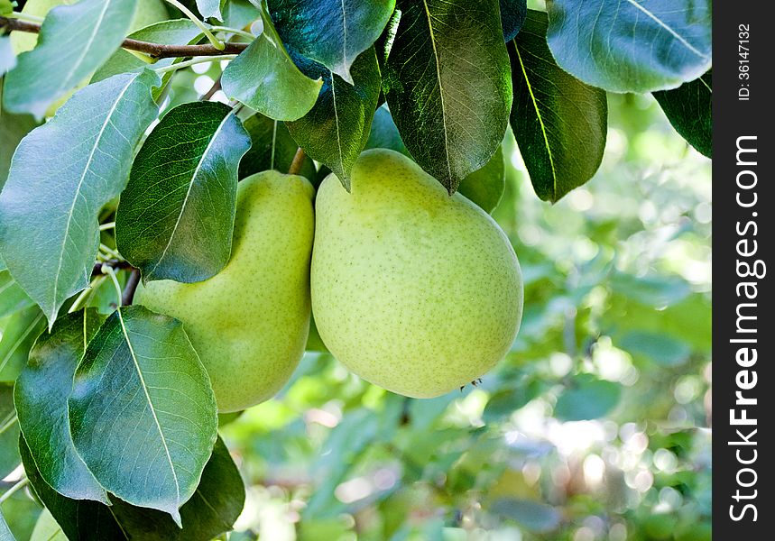 Hanging pears, ripe pears, pears hanging on a tree