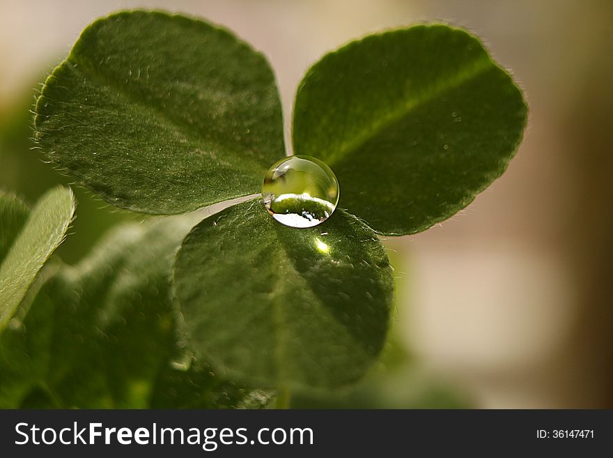 Clover with three leaves and a drop. Clover with three leaves and a drop