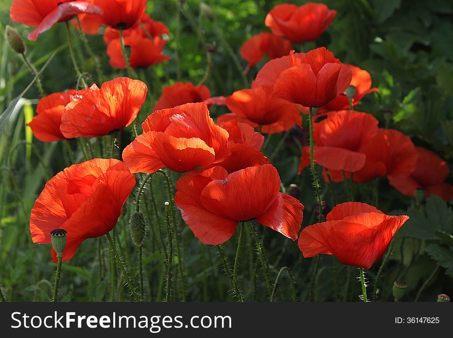 The family of red poppies in a field