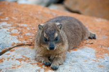 Rock Rabbit Or Dassie Royalty Free Stock Images
