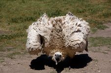 Cape Vulture Or Griffon Royalty Free Stock Images Cape Vulture Or Griffon Royalty Free Stock Images