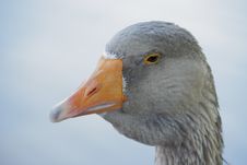 Gray Goose. Stock Photo