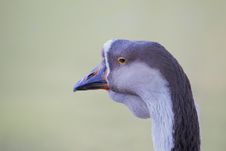 Portrait Of A Goose. Stock Photos
