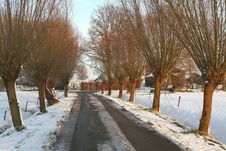 Pollard Willows In In Winter In The Polder, Netherlands Royalty Free Stock Image Pollard Willows In In Winter In The Polder, Netherlands Royalty Free Stock Image