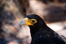 Verreaux S Eagle Aquila Verreauxii Royalty Free Stock Photos Verreaux S Eagle Aquila Verreauxii Royalty Free Stock Photos