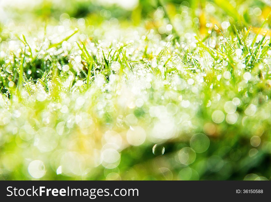 Close up image of fresh spring green grass