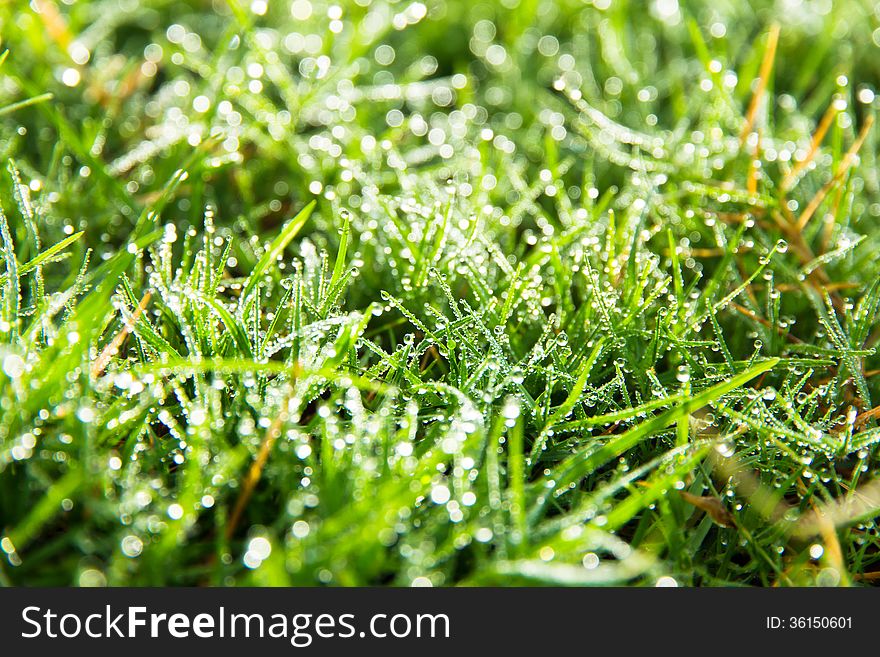 Close up image of fresh spring green grass