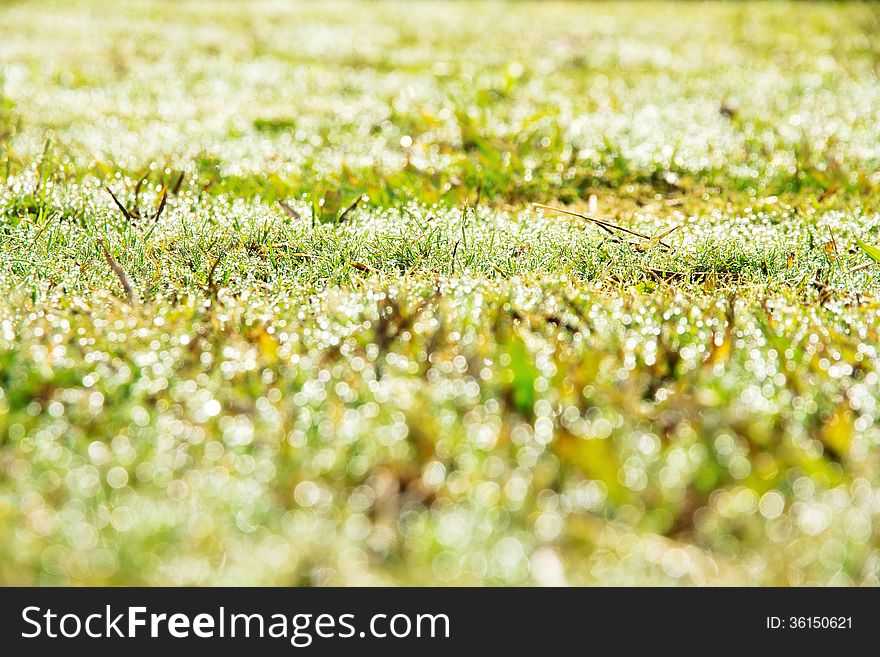 Close up image of fresh spring green grass